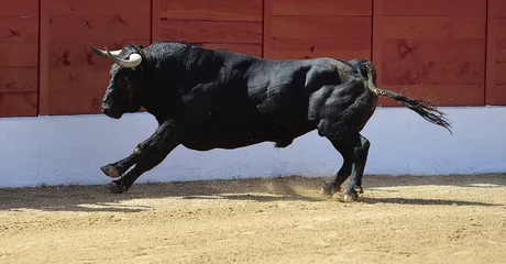 Foto op Canvas spanish strong bull with big horns in a traditional spectacle of bullfight  © alberto