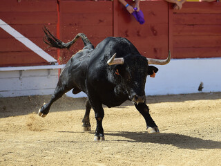 spanish strong bull with big horns in a traditional spectacle of bullfight 