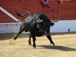 Fotobehang spanish strong bull with big horns in a traditional spectacle of bullfight  © alberto