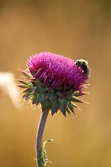 thistle and dewy bee