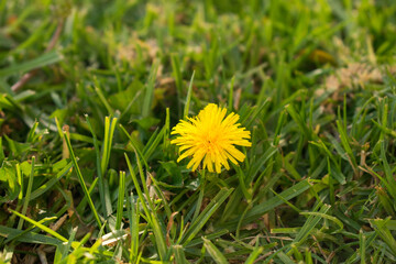 yellow dandelion on grass