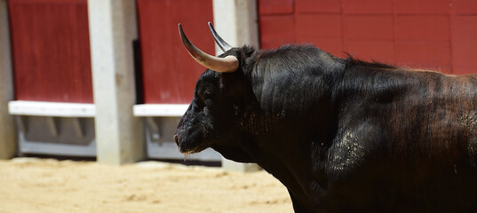 spanish strong bull with big horns in a traditional spectacle of bullfight 