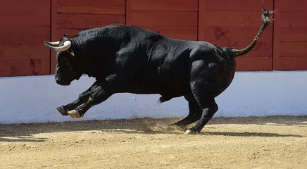 Fotobehang spanish strong bull with big horns in a traditional spectacle of bullfight  © alberto