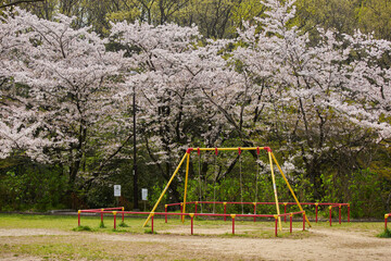Obraz na płótnie Canvas 春の桜満開の公園の風景