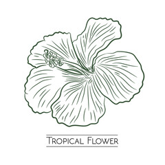 Tropical flower vector design in handrawn style