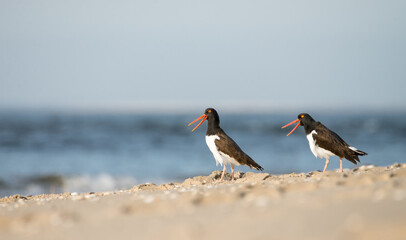 Two American Oystercatchers walking on a sandy hill overlooking the ocean.