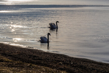 輝く水面を泳ぐ美しいつがいの白鳥