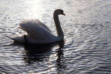 輝く湖面にたたずむ白鳥のシルエット