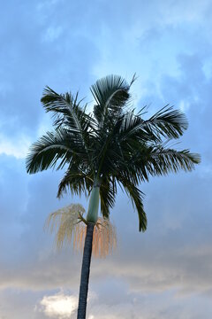 Archontophoenix palm with flower bracts against blue cloudy sky