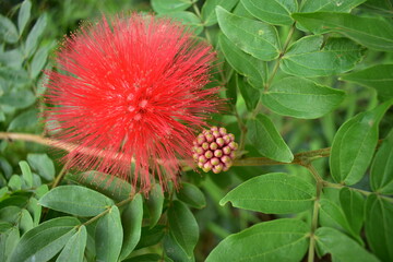 Red Powderpuff flower with bud against green leaves