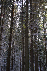 winter forest trees 
