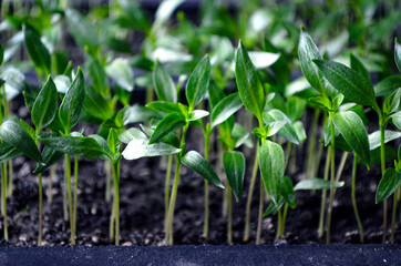 Potted pepper seedlings