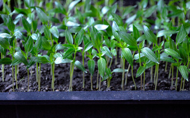 Potted pepper seedlings