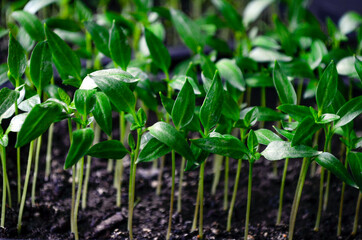 Potted pepper seedlings