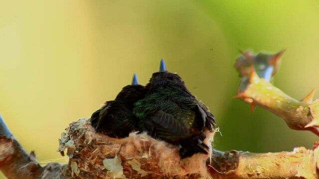Two baby hummingbirds with dark plumage in a nest almost ready to fly