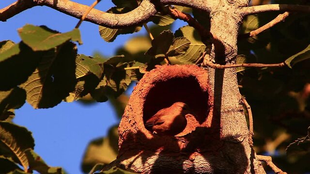 Red ovenbird tends to its nest made of mud and clay
