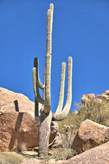 Tall Saguaro Cactus growing in the rocky boulders of Scottsdale, Arizona