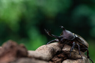 森で木にしがみ付くオスのカブトム