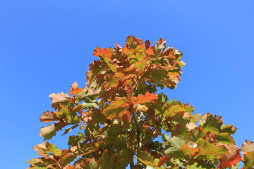 大振りな葉を茂らせているカシワ