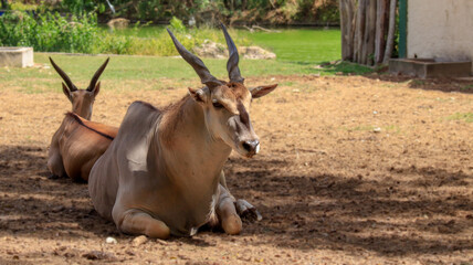 nimal, antilopes, ciervo, fauna, mamífero, naturaleza, inhospitalario, asta, bocinas, safari, cervus canadensis, 