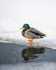 Mallard duck standing on ice and water in a pond.