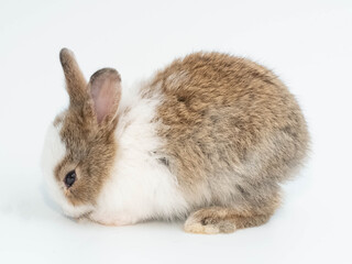 Close up of one first brown rabbit animal small banny easter wear hat look at camera sit pretty beautiful and funny happy animal pet wild have white isolated background copy space.