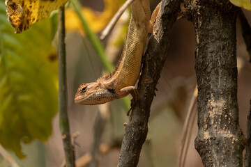 Lizard on the branch of a tree and enjoying the sun while searching for its food