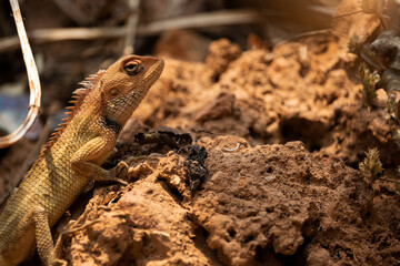 Lizard on the muddy soil and enjoying the sun while searching for its food