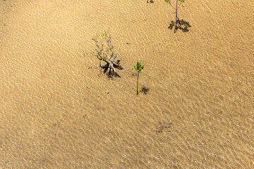 Beautiful mangrove tree growing in natural environment in the Urauchi river and some transparent fish swimming around. Scene seen from above. Iriomote Island.