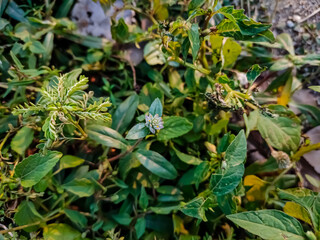 Euphorbia hirta is a pantropical weed, possibly native to India. It is a hairy herb that grows in...