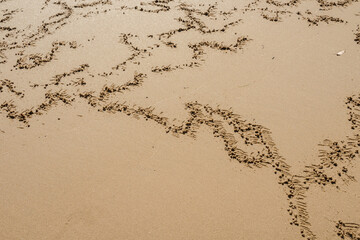Interesting drawing on the flat sand made by a ghost crab. Pure art.