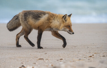 Red Fox at the Beach in New Jersey 