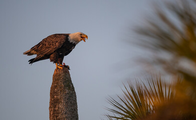 Bald Eagle in Florida 