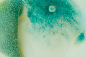 blue mold background, macro view