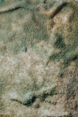 blue mold background, macro view