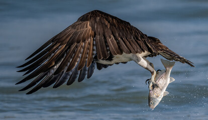 Fototapeta premium An Osprey Fishing in Florida 