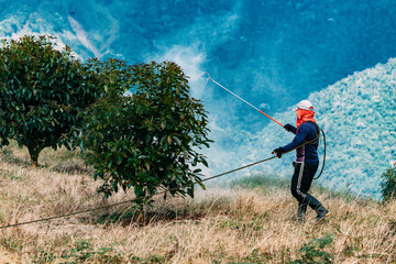 A worker fumigates avocado trees to protect them from mites