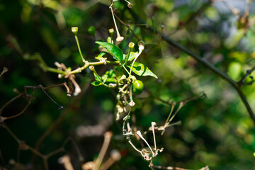 arbusto de chiles rojos y verdes