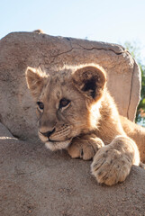 lion cub sitting on a rock