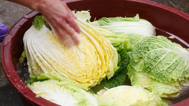 Salt cabbage to make kimchi
