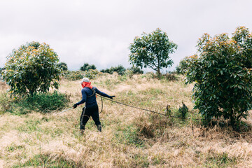 A farmer, wearing a soccer jersey and baseball cap, pulls a stationary motor pump hose to spray an avocado crop.