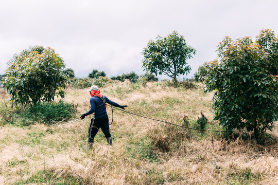 A Farmer, Wearing A Soccer Jersey And Baseball Cap, Pulls A Stationary Motor Pump Hose To Spray An Avocado Crop.