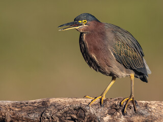 Obraz premium Green Heron in Florida 