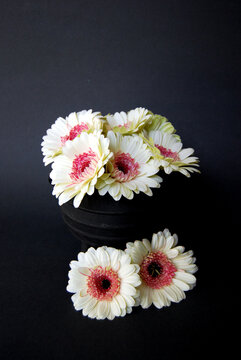 Cream colored Gerber daisies in a black cauldron against black background