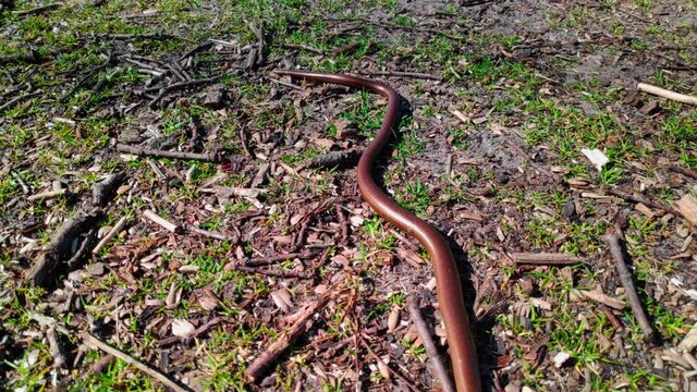 A common slowworm (Anguis fragilis) crawling on a sunny path in the woods.