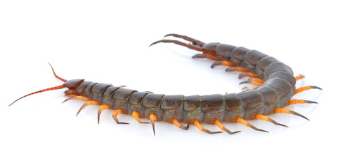 Centipede isolated on white background