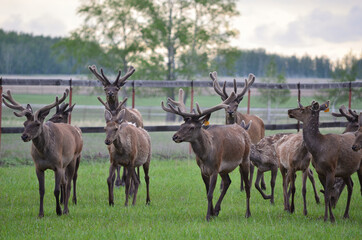 Herd of noble deer.