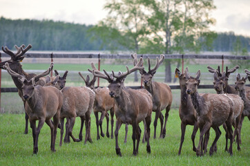 Herd of noble deer.