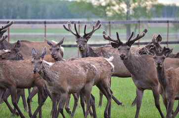 Herd of noble deer.