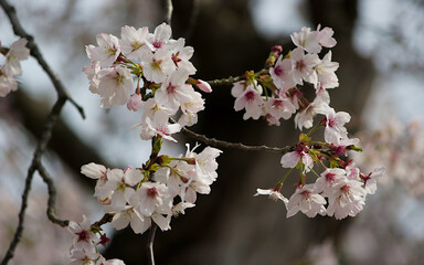 cherry tree blossom